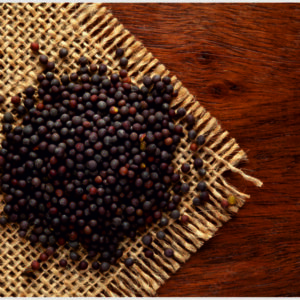 Black Mustard (Brassica nigra)