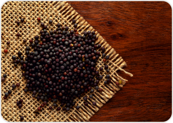 Black Mustard (Brassica nigra)