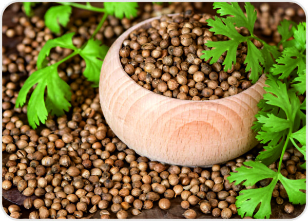 Coriander Seeds