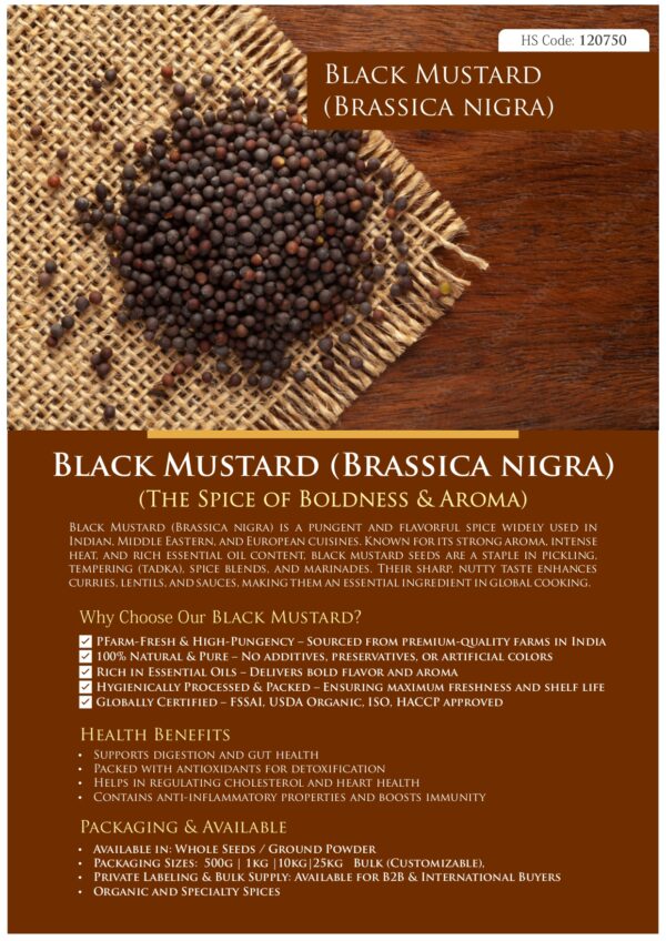 Black Mustard (Brassica nigra) - Image 2