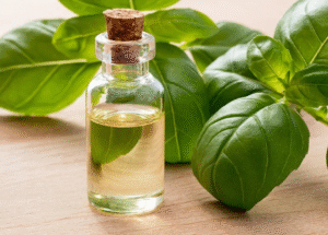 Basil Oil