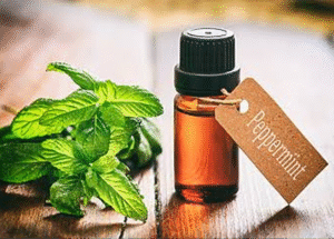 Peppermint Oil